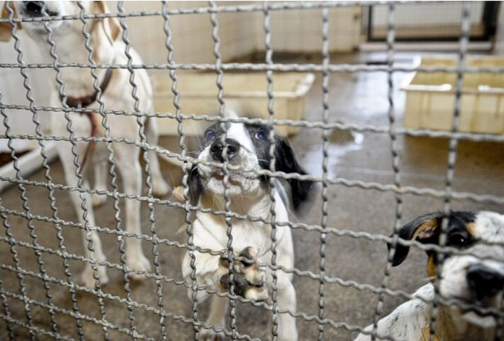 Senado Aprova Proibi O De Uso De Animais Em Testes Para Cosm Ticos