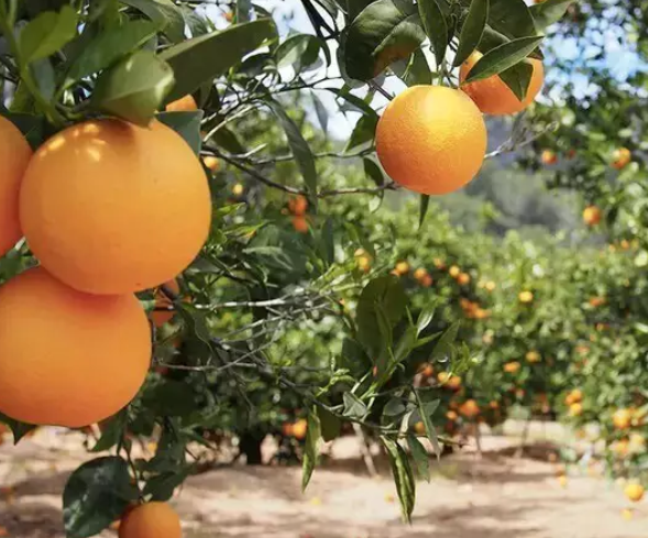 Três Lagoas terá produção de citricultura em área de 5 mil hectares