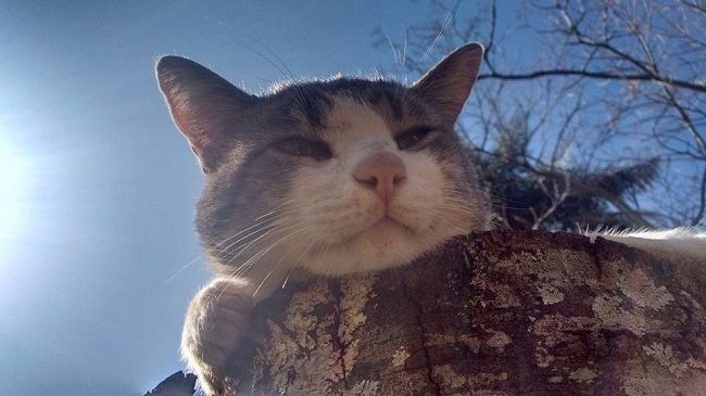 Julho Amarelo – Hepatite é uma doença silenciosa que afeta a saúde de cães e gatos