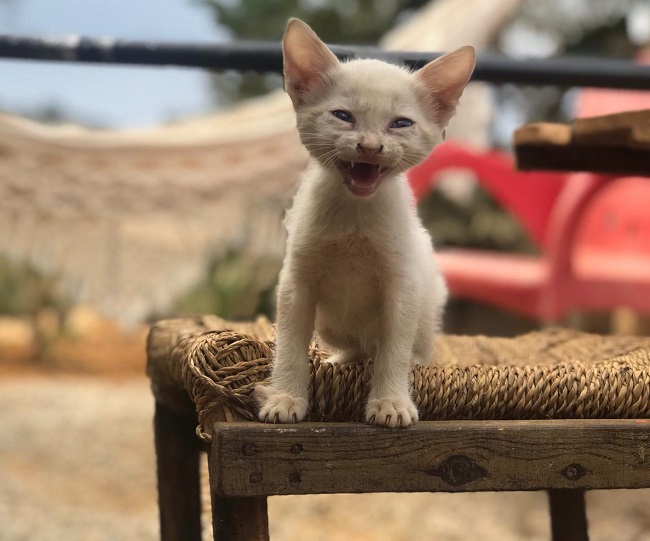 Julho Amarelo – Hepatite é uma doença silenciosa que afeta a saúde de cães e gatos