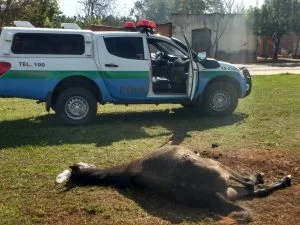 Polícia Militar Ambiental comemora 35 anos de trabalho pela conservação ambiental no MS