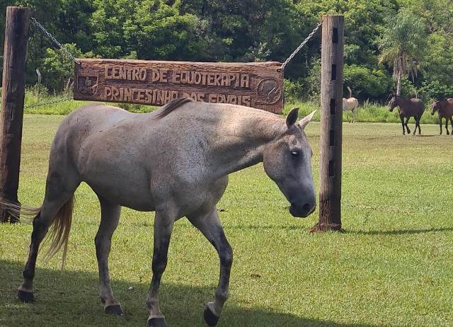 Ponta Porã: Centro de Equoterapia Princesinha dos Ervais divulga ações e prepara início das atividades em 2023