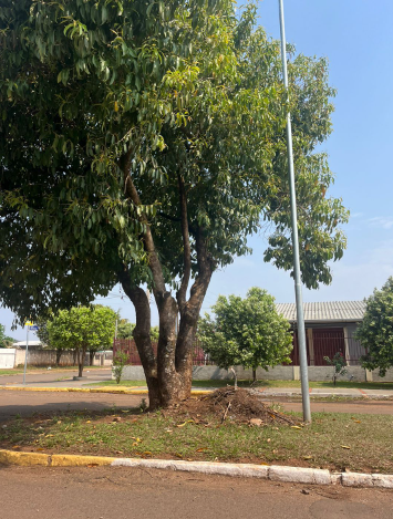 “Mais árvores, por favor”: Cida Farias propõe a criação de um Plano Municipal de Arborização Urbana