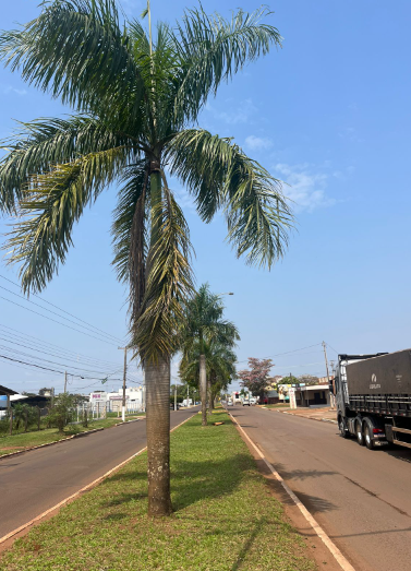 “Mais árvores, por favor”: Cida Farias propõe a criação de um Plano Municipal de Arborização Urbana