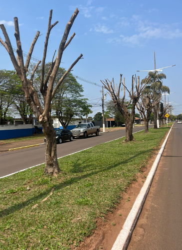 “Mais árvores, por favor”: Cida Farias propõe a criação de um Plano Municipal de Arborização Urbana