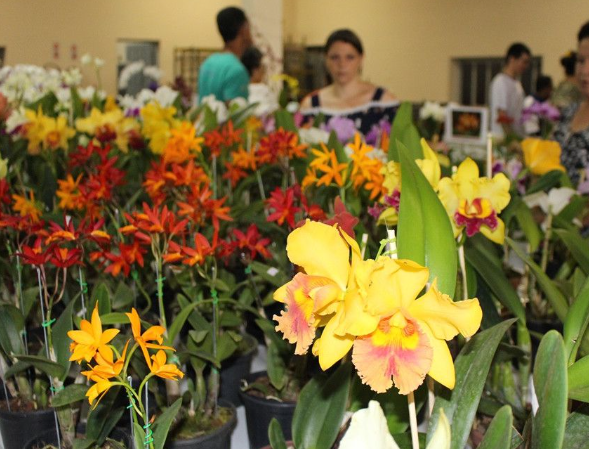 12ª Feira das Flores em Amambai acontece entre os dias 27 a 01 de outubro