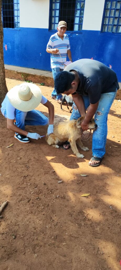 Vacinação antirrábica atinge meta e Ponta Porã está entre os municípios que mais vacinou no MS