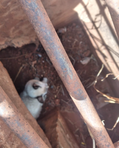 Amambai: Gatinho é resgatado pelo Corpo de Bombeiros em bueiro