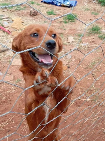 Amambai: ONG Ajude um Campeão de 4 Patas pede ajuda