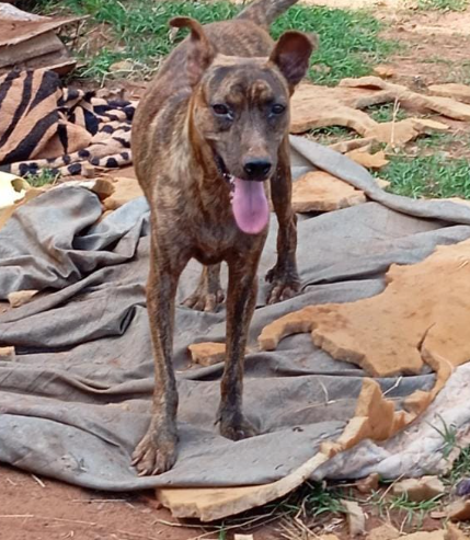 Amambai: ONG Ajude um Campeão de 4 Patas pede ajuda