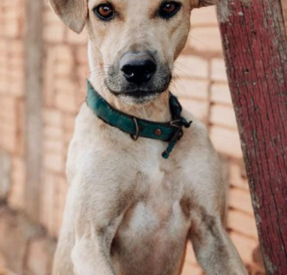 Amambai: ONG Ajude um Campeão de 4 Patas pede ajuda