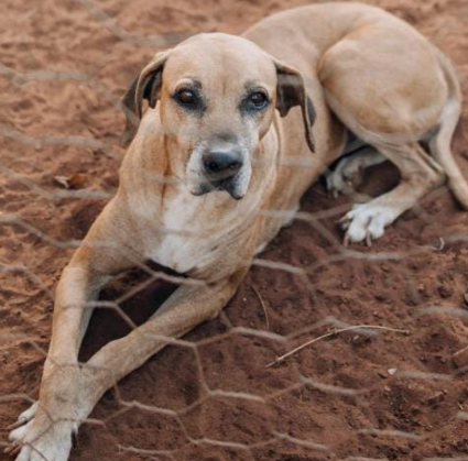 Amambai: ONG Ajude um Campeão de 4 Patas pede ajuda