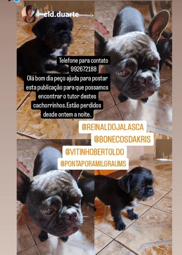 Cachorrinhos buscam por seu dono em Ponta Porã