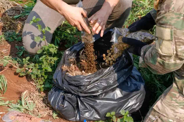 Ação termina com quase meia tonelada de maconha destruída em áreas de cultivo