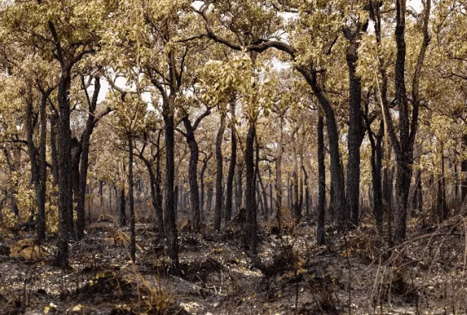 Pantanal: frio e chuva amenizam fogo, mas chamas ainda não foram extintas, diz Corpo de Bombeiros