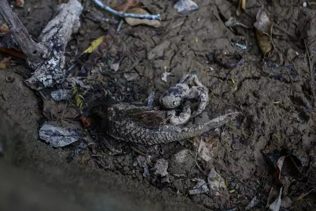 Rio da Prata sem uma gota de água, cenário é desolador