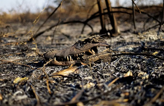 Pantanal bate marca de 800 mil hectares queimados neste ano