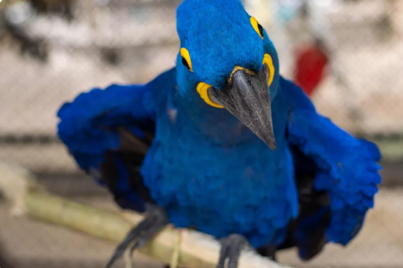 Rayssa Leal: skate personalizado para Paris leva arara-azul, ave típica do Pantanal; veja curiosidades