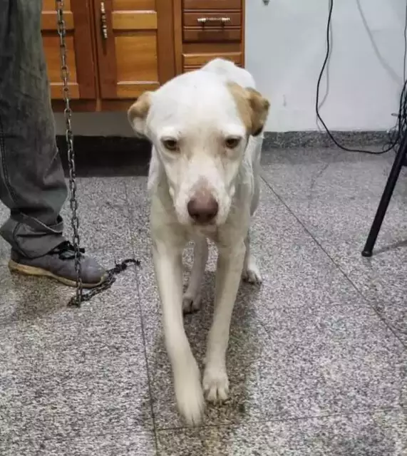 Raro, cão hermafrodita surpreende durante atendimento veterinário