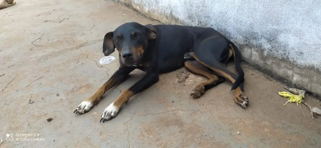 Em Amambai, cães são resgatados de residência após denúncia de maus-tratos