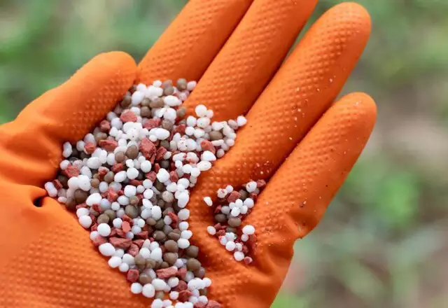 Vazio sanitário termina e MS tem sinal verde para iniciar plantio da soja