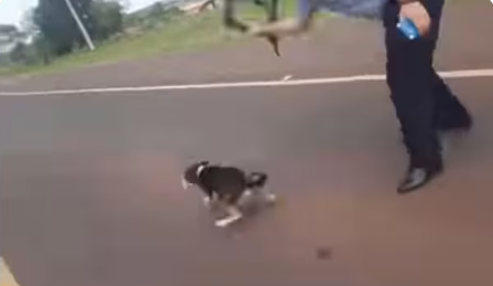 Un furioso jefe policial golpeó a un perro en manifestación indígena