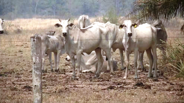 Pantanal em chamas: prejuízo causado pelo fogo no agronegócio de MS chega a R$ 1,2 bilhão