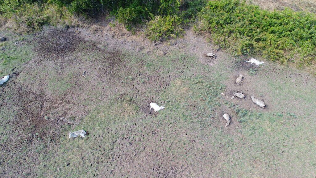 Número de bovinos mortos em fazenda abandonada chega a 268