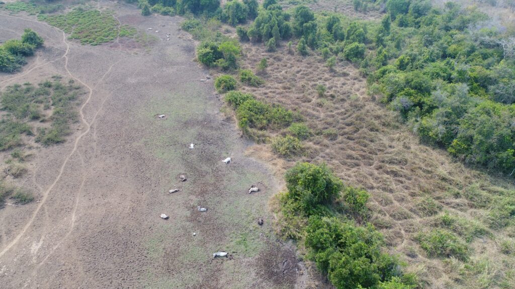 Número de bovinos mortos em fazenda abandonada chega a 268