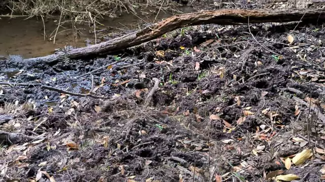 Mais uma vez: Dez bois morrem em atoleiro e fazenda é multada por danos ambientais em Costa Rica