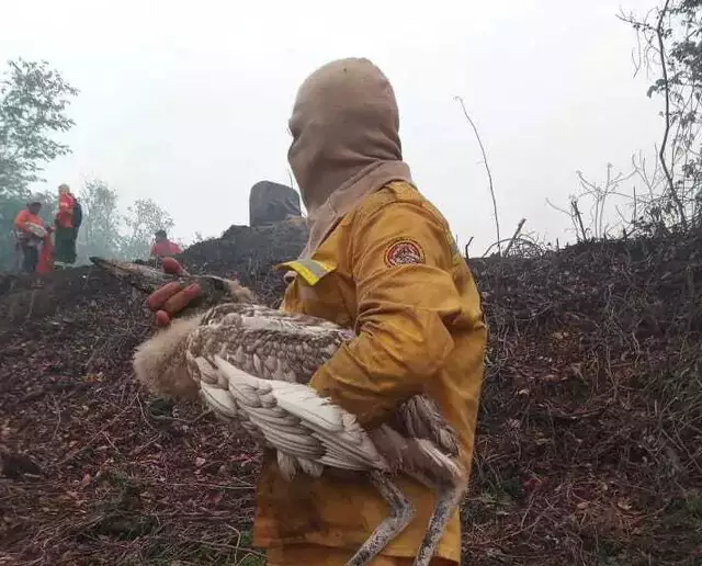 Fogo destrói ninho e filhotes de tuiuiús são resgatados no Pantanal