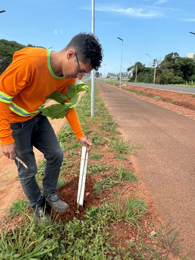 Ponta Porã: Secretaria de Obras realiza plantio de 400 mudas de árvores no Contorno Viário Sul