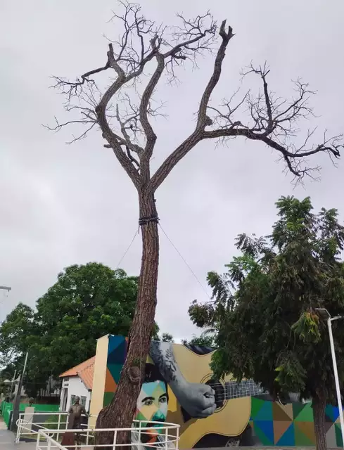 Pé de Cedro morto não ganhou nem identificação