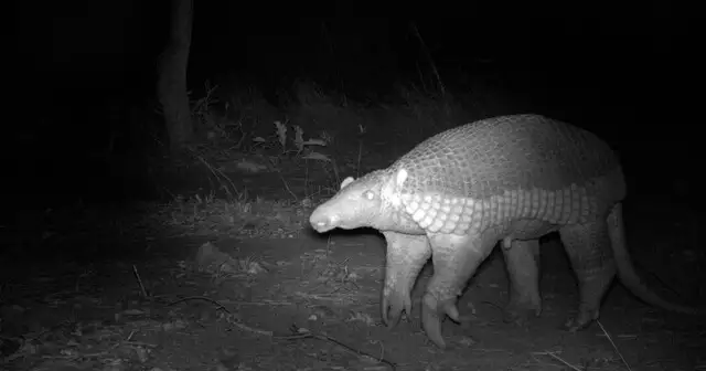 Rodovias no Cerrado de MS espantam mamíferos de seus habitats