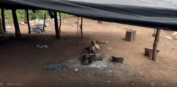 Narcos tenían cerdos, gallinas y perros, en medio del bosque en Bella Vista Norte