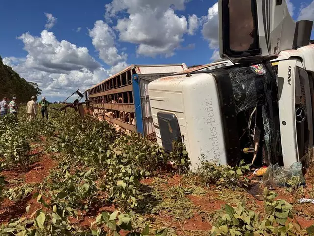 Carreta com bois tomba em rodovia