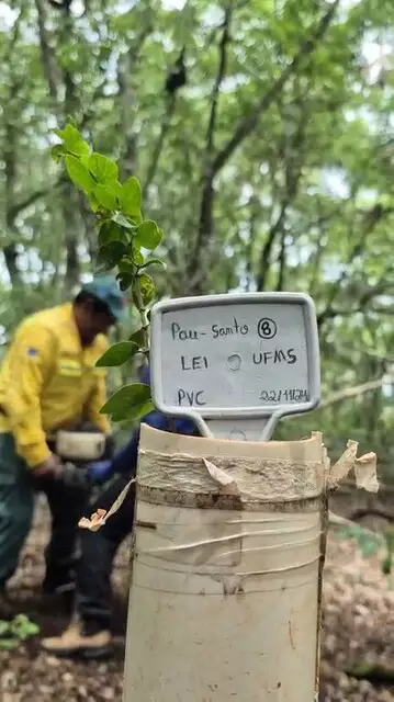 Incêndios triplicaram em terras indígenas de MS