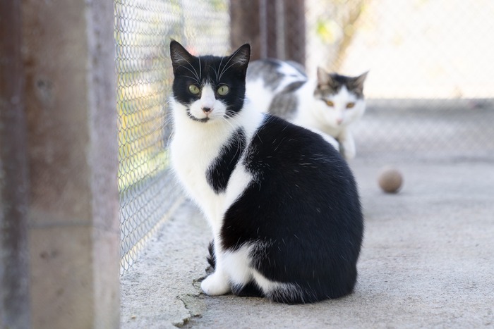 Pessoas que estão pensando em pegar um bichinho devem avaliar a sua rotina antes de escolher o animal, defende o Instituto Pet Brasil — Foto: Marcelo Brandt/G1