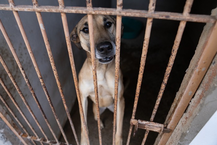 Instituto Pet Brasil estima que há mais de 170 mil cães e gatos abandonados sob tutela de ONGs e protetores em todo o país — Foto: Marcelo Brandt/G1