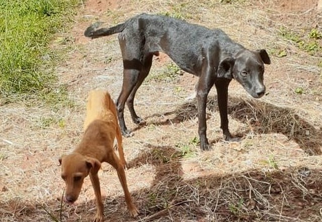 Jovem é presa e multada em R$ 2 mil por maus-tratos a dois cachorros