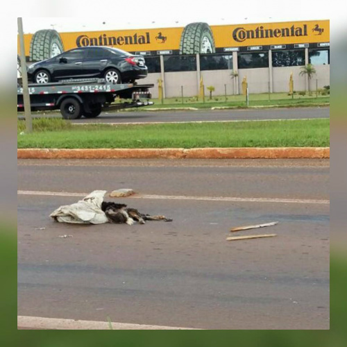 Foto: facebook Irmandade das Patinhas