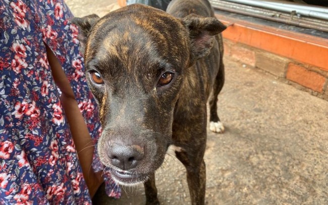 Cachorro espera há mais de um mês na porta de unidade de saúde pelo dono que morreu, em Goiânia, Goiás — Foto: Lis Lopes/G1