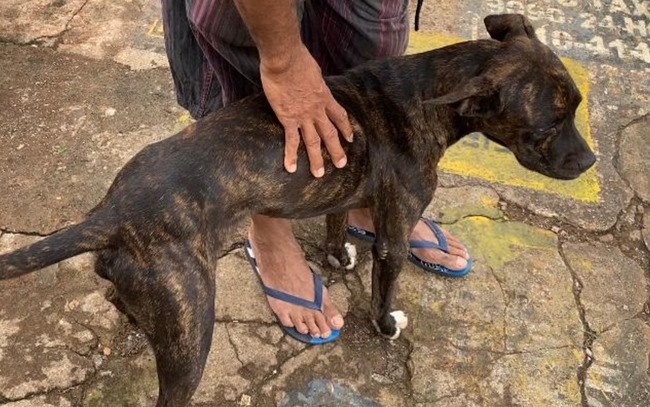 Cachorro que fica na porta de Cais ganha carinho de comerciantes, em Goiânia, Goiás — Foto: Lis Lopes/G1