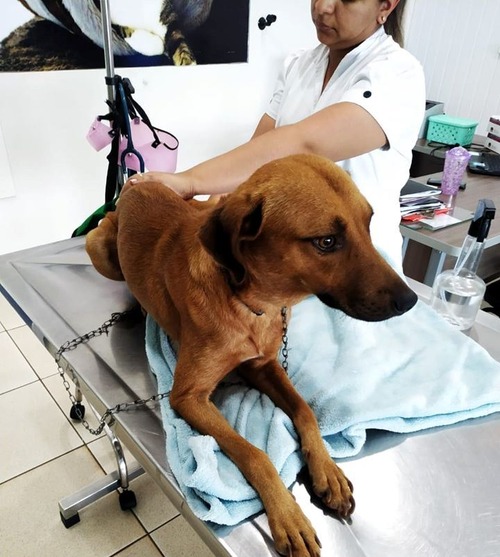 Após desistir da vida, cão abandonado em Ponta Porã tem nova chance através da Irmandade das Patinhas